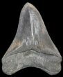 Serrated Megalodon Tooth - Great Tip #43960-2